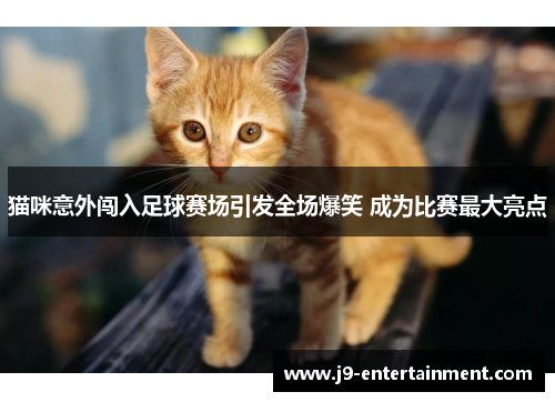 猫咪意外闯入足球赛场引发全场爆笑 成为比赛最大亮点